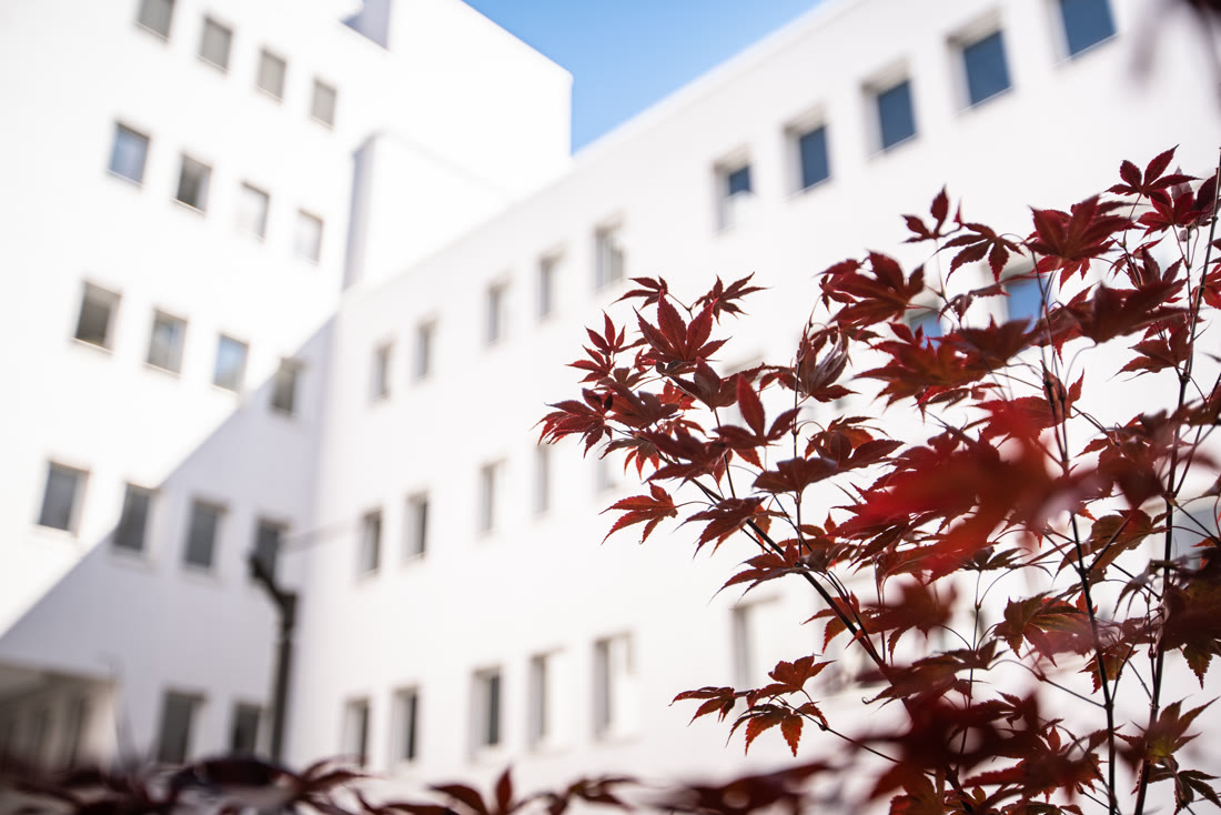 Roter Ahorn vor der weißen Fassade